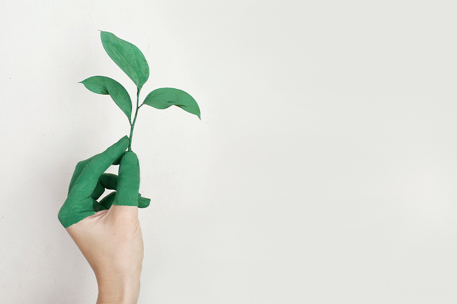 hand holding leaves